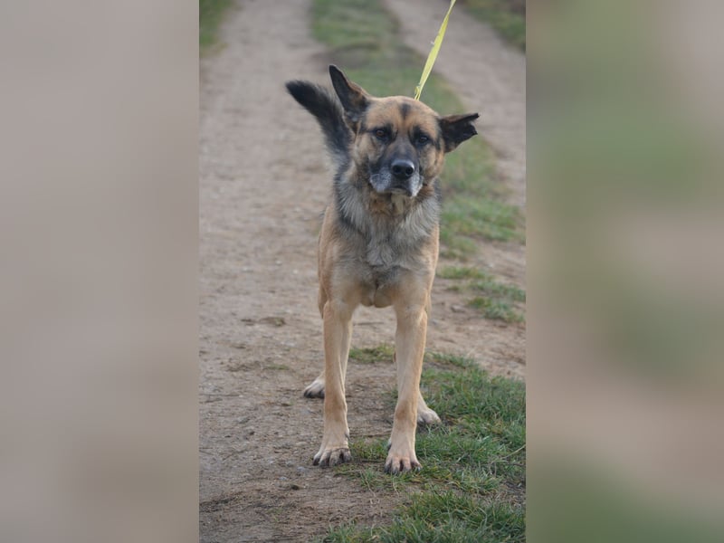 Endlich nicht mehr an der Kette leben müssen. Sehr lieber Rüde BAJTEK, ca. 2017/2018 geboren