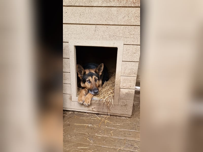 „Bandit“ möchte sein Schäferhundherz vergeben, ca. 2020 geboren