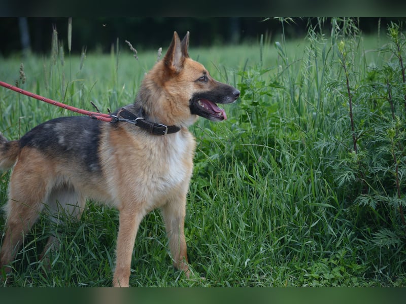 Hündin "Nutka", ca. 2023 geboren, ruhig, zurückhaltend, sucht Menschen mit Hundeverstand