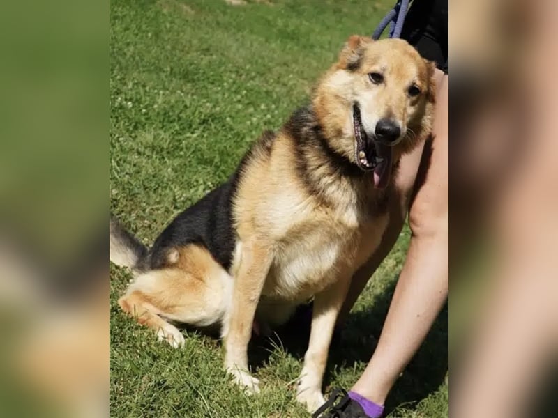 „Bela“, geb. ca. 2018, sucht ein neues Zuhause. Sein Herrchen ist verstorben