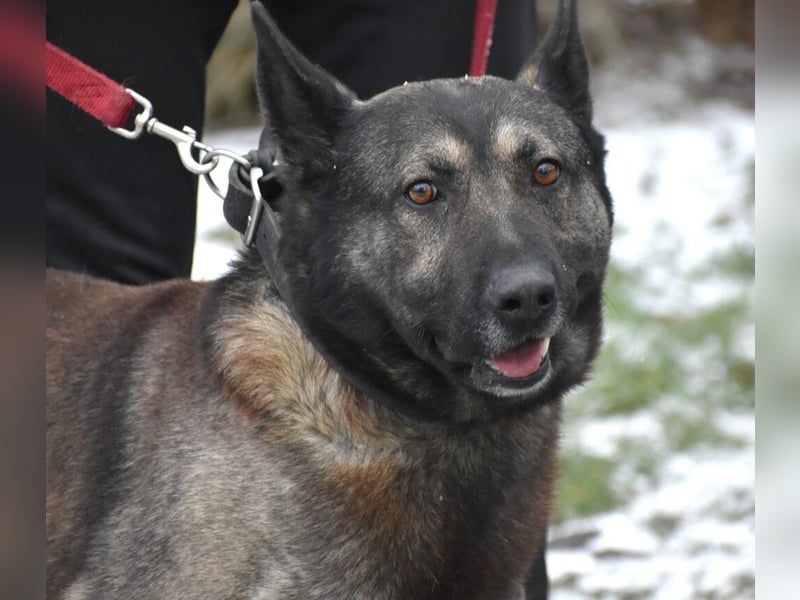 Loki“ (geb. 11.06.2021), sehr lieb, sucht ein neues Zuhause.