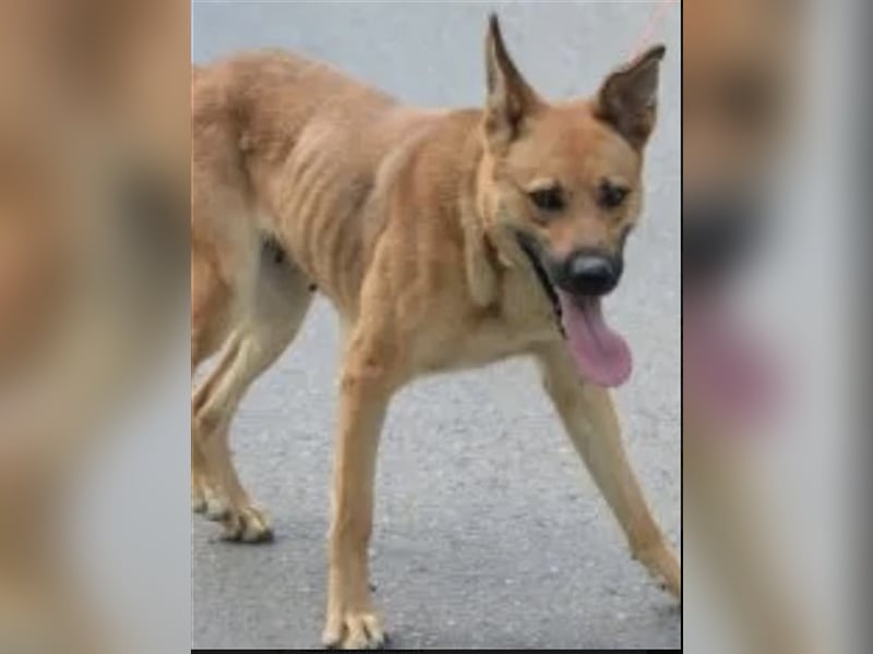 Lulu - Aktive, liebe Schäferhündin wartet auf ihre Familie