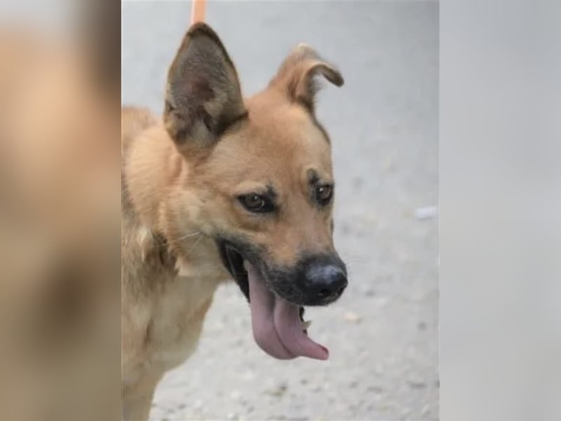 Lulu - Aktive, liebe Schäferhündin wartet auf ihre Familie