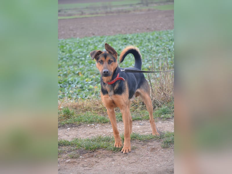 Ein Freund für's Leben. Victor, ca. 2022/2023 geboren, voller Lebensfreude!