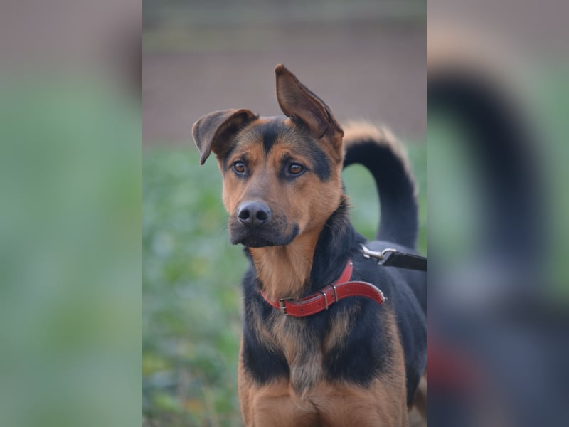 Ein Freund für's Leben. Victor, ca. 2022/2023 geboren, voller Lebensfreude!