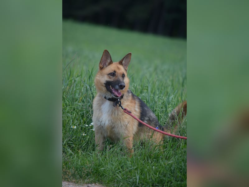 Hündin "Nutka", ca. 2023 geboren, ruhig, zurückhaltend, sucht Menschen mit Hundeverstand
