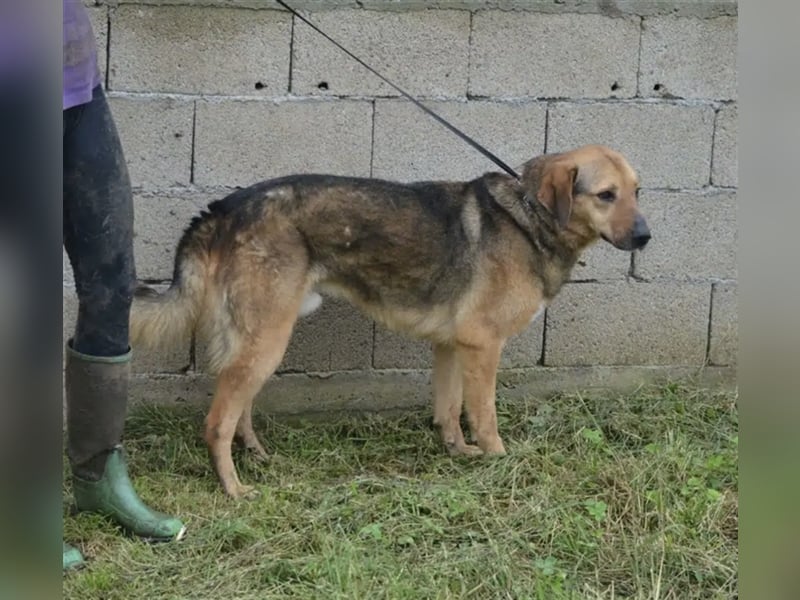 „Nick“, ca. 3 Jahre, lieber Rüde, gut verträglich, sehr ruhig, sanft, zurückhaltend