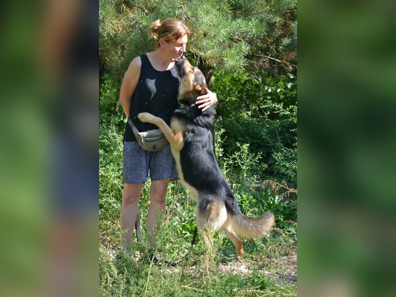 LOLO, ca. 2021 sucht ein Zuhause, Schäferhund-Mix