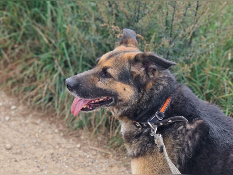 Lieber, verschmuster Schäfi-Mix Rüde „Goofy“, ca.2018 geboren