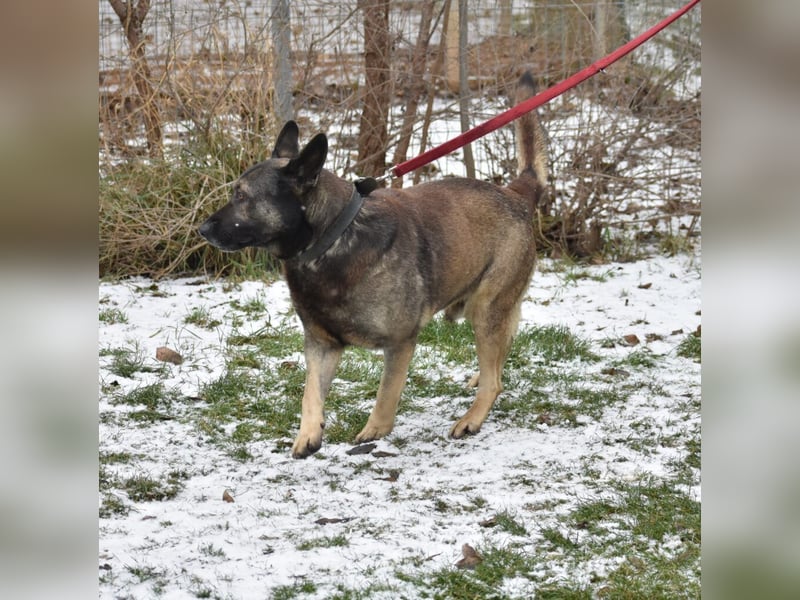 Loki“ (geb. 11.06.2021), sehr lieb, sucht ein neues Zuhause.