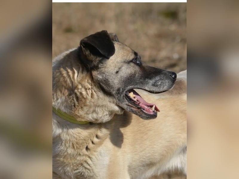 Rüde „Burzan“ sucht ganz besondere Menschen