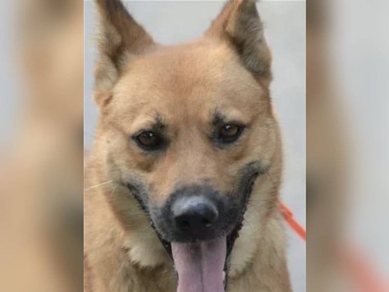 Lulu - Aktive, liebe Schäferhündin wartet auf ihre Familie