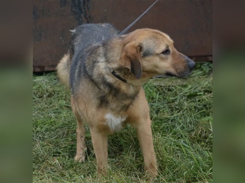 „Nick“, ca. 3 Jahre, lieber Rüde, gut verträglich, sehr ruhig, sanft, zurückhaltend