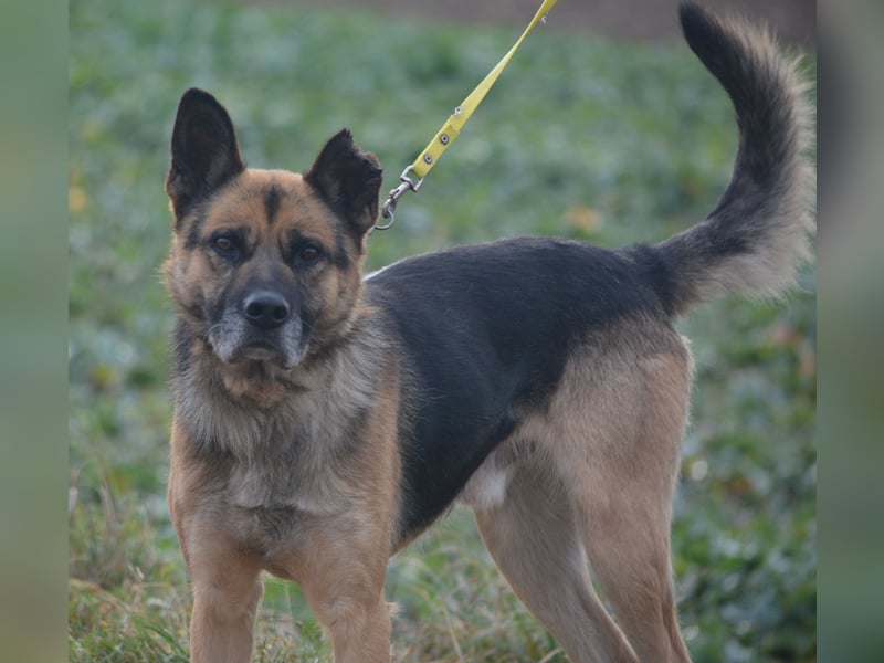 Endlich nicht mehr an der Kette leben müssen. Sehr lieber Rüde BAJTEK, ca. 2017/2018 geboren