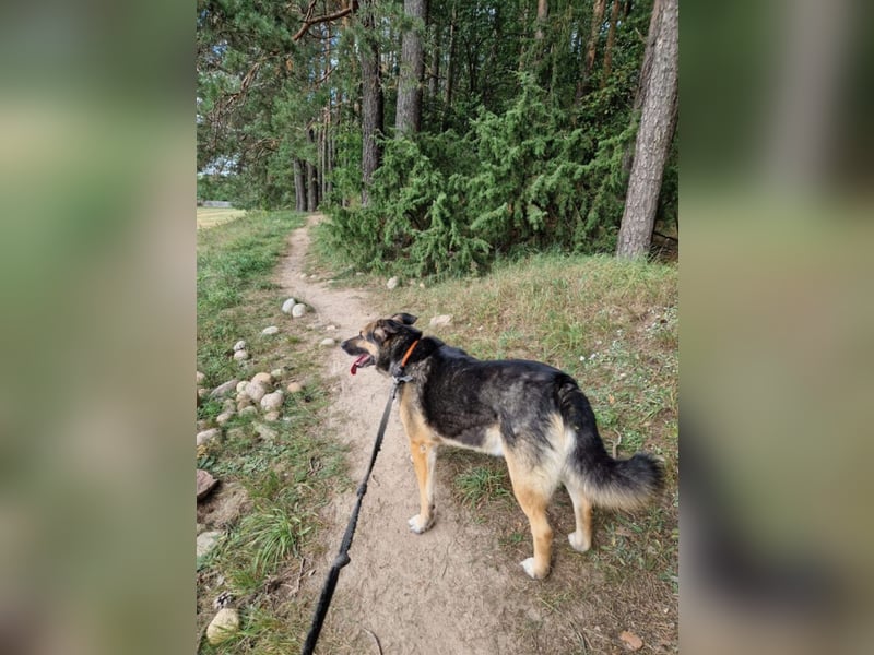 Lieber, verschmuster Schäfi-Mix Rüde „Goofy“, ca.2018 geboren