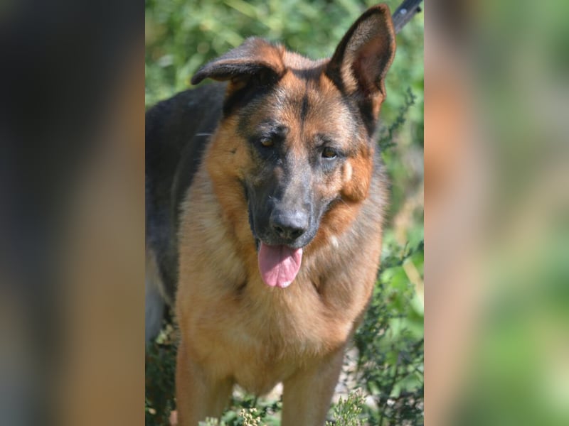 Sehr liebe, imposante Schäferhündin „Doris (II)“, ca. 2021 geboren, sucht Schäfifreunde