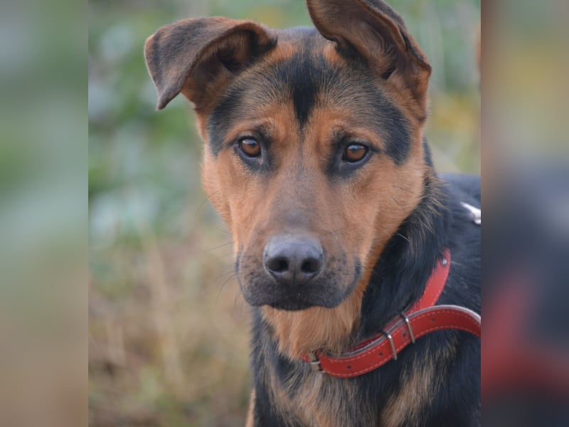 Ein Freund für's Leben. Victor, ca. 2022/2023 geboren, voller Lebensfreude!