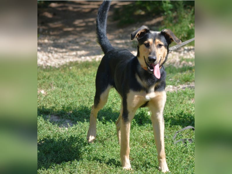 Aktiver, neugieriger und sehr lieber Schäferhundmix Rüde „Boston“, ca. 2024 geboren