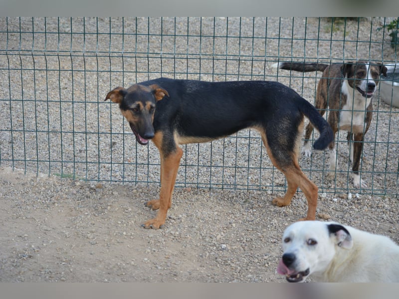 HELENE (II), ca. 2024 geboren, gut verträglich, noch sehr ängstlich