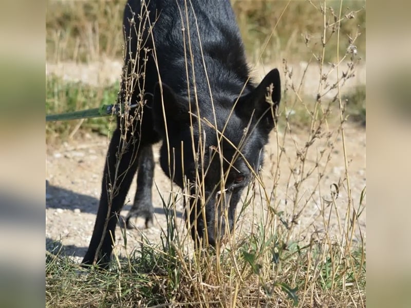 „Harry“ ist ca. 2 Jahre alt und ein ganz toller, agiler schwarzer Schäferhund. Sucht aktives Zuhause
