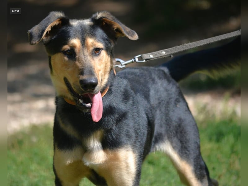 Aktiver, neugieriger und sehr lieber Schäferhundmix Rüde „Boston“, ca. 2024 geboren