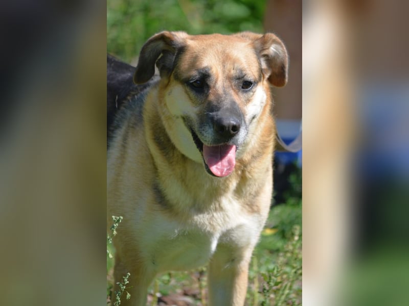 TINA ist eine sehr verspielte, freundliche und lebensfrohe Hündin, ca. 2018 geboren, gut verträglich