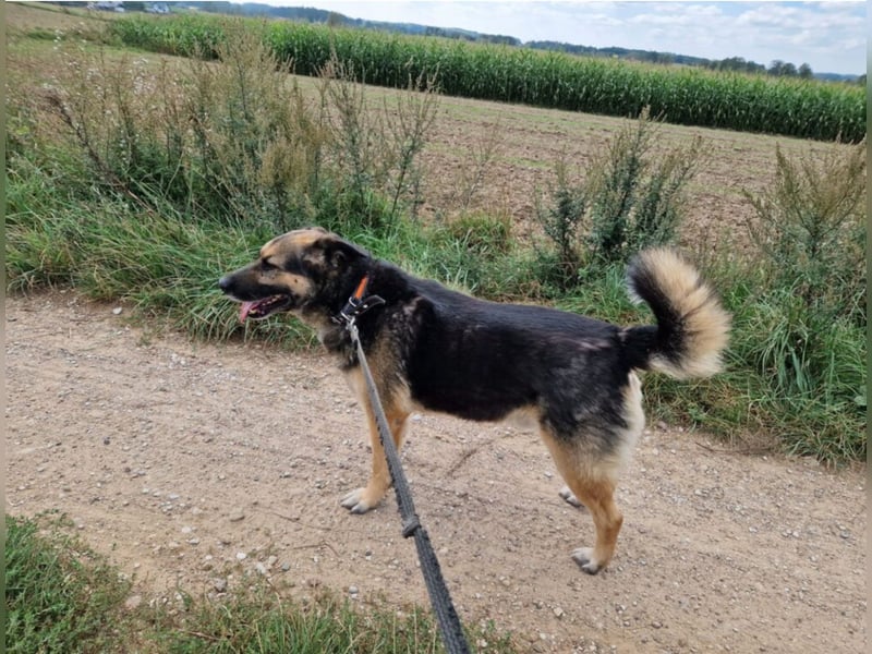 Lieber, verschmuster Schäfi-Mix Rüde „Goofy“, ca.2018 geboren