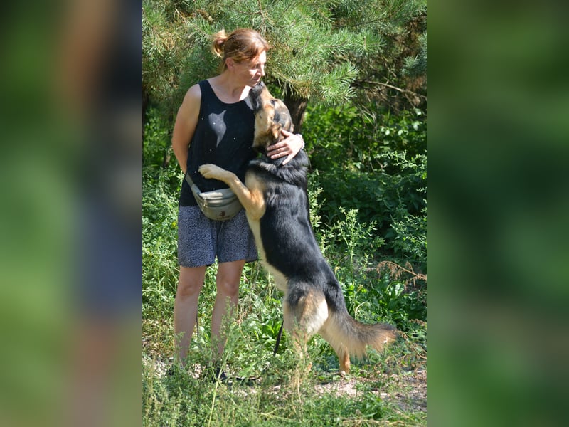 LOLO, ca. 2021 sucht ein Zuhause, Schäferhund-Mix