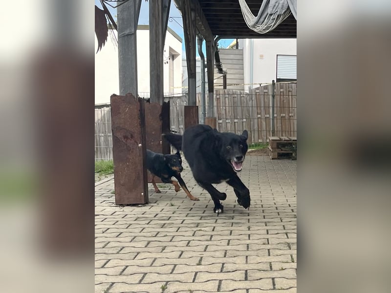 Rex - Menschen mit Körbchen gesucht !