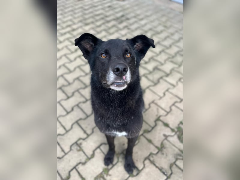 Rex - Menschen mit Körbchen gesucht !