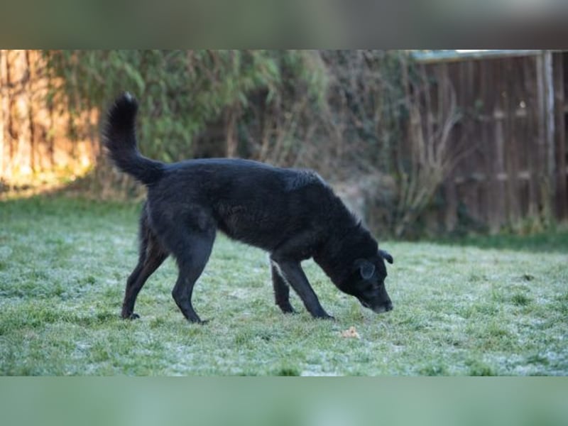 Rex - Menschen mit Körbchen gesucht !