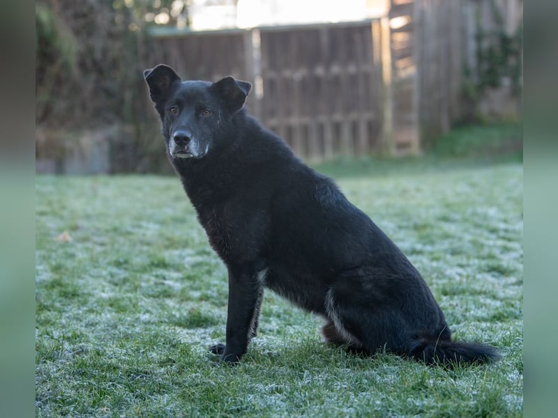 Rex - Menschen mit Körbchen gesucht !