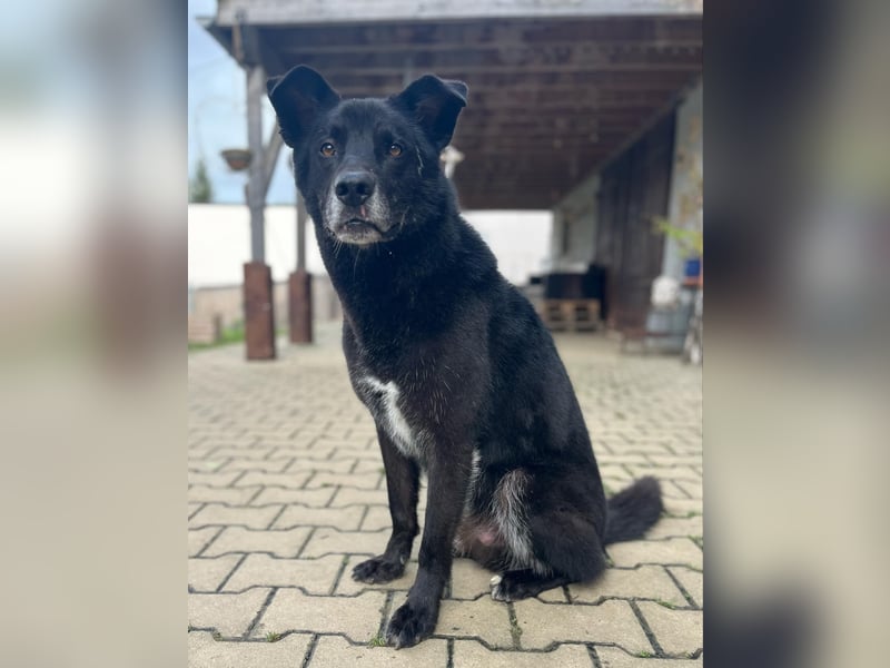 Rex - Menschen mit Körbchen gesucht !