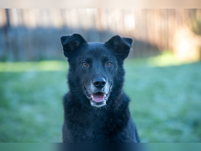 Rex - Menschen mit Körbchen gesucht !