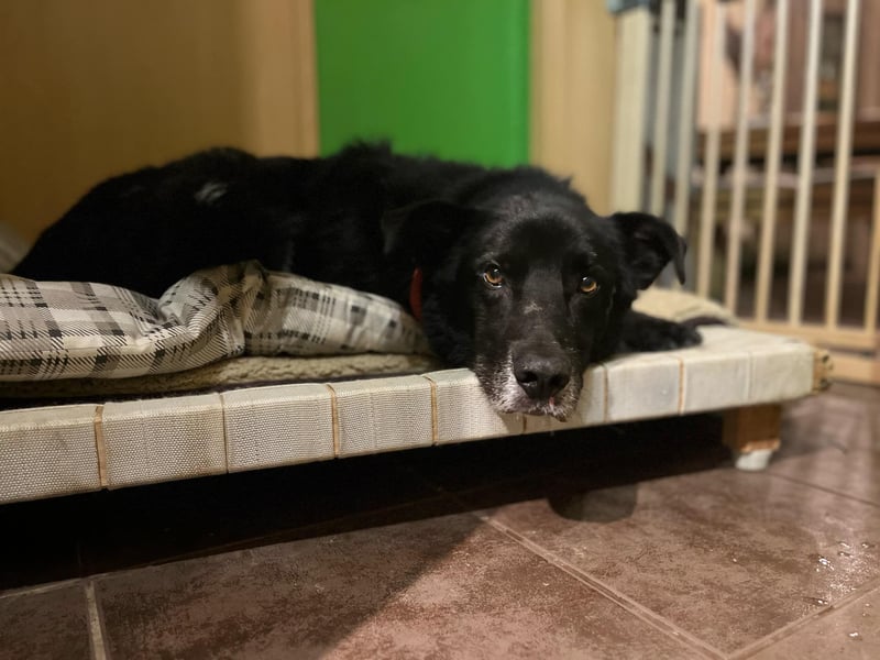 Rex - Menschen mit Körbchen gesucht !