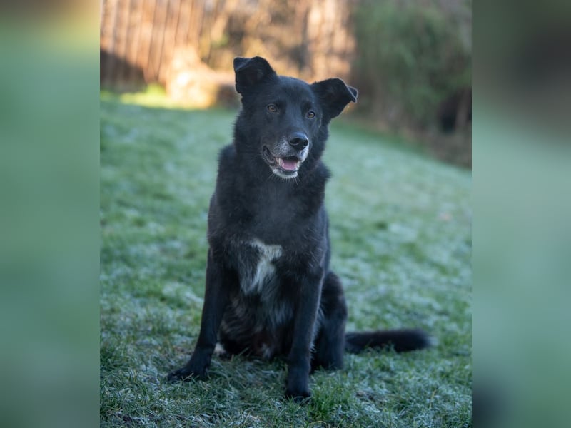 Rex - Menschen mit Körbchen gesucht !