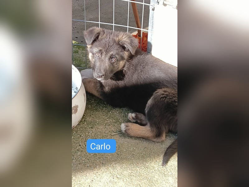 Nero - Schäferhund-Mix