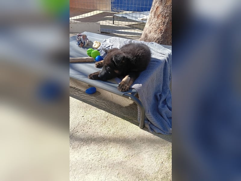 Nero - Schäferhund-Mix