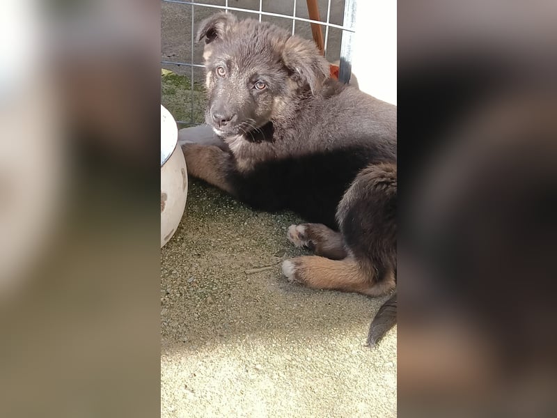 Nero - Schäferhund-Mix