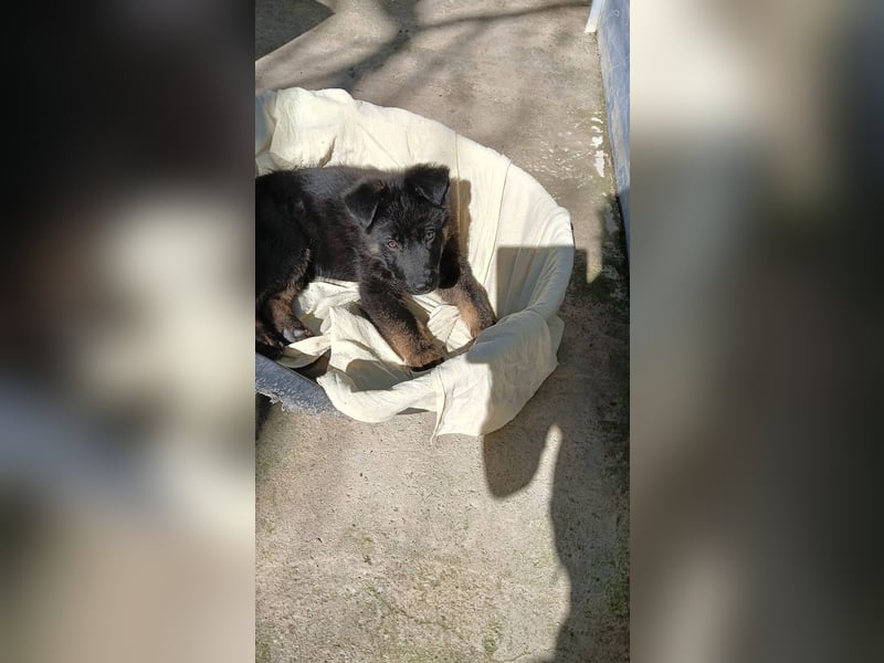 Nero - Schäferhund-Mix