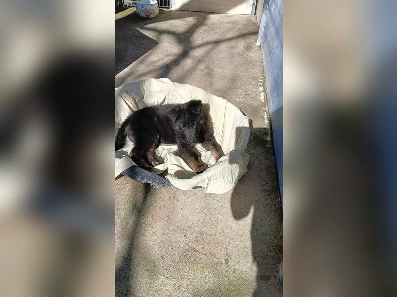 Nero - Schäferhund-Mix