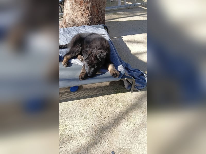 Nero - Schäferhund-Mix