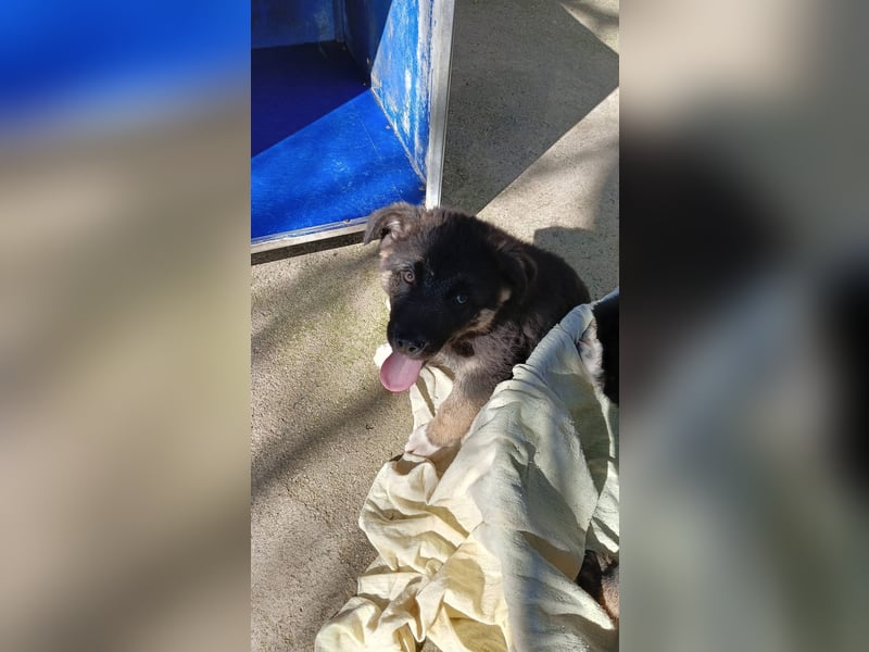 Nero - Schäferhund-Mix