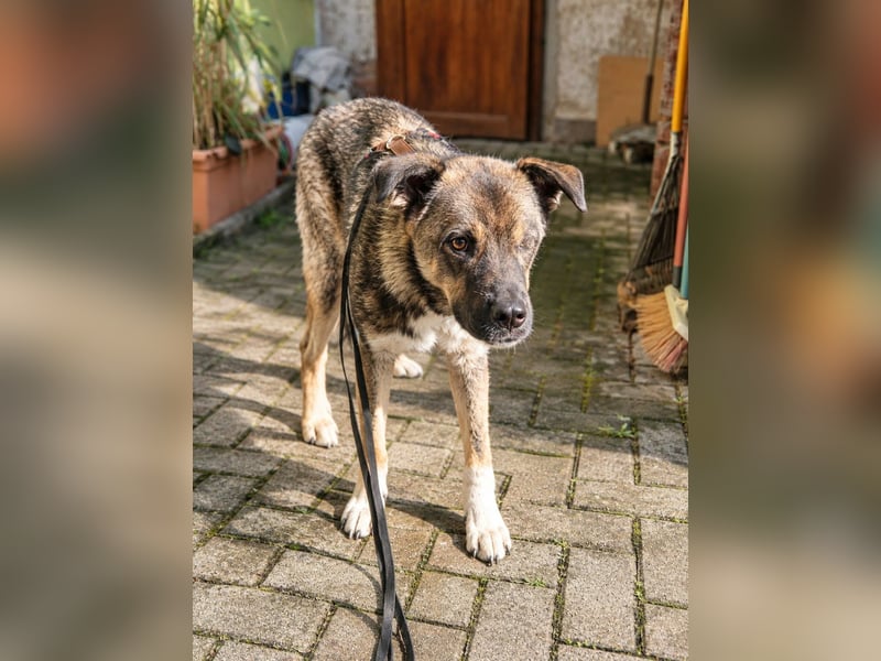 Bob – anhänglich, wachsam und sensibel
