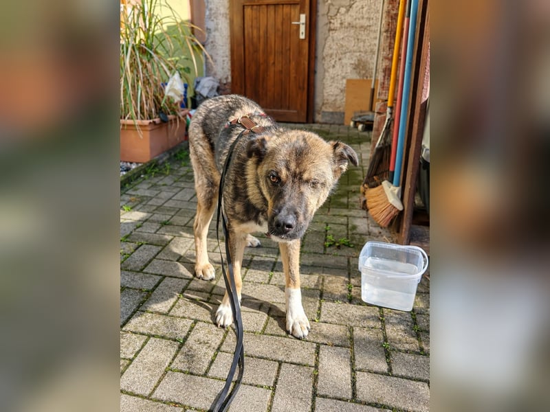 Bob – anhänglich, wachsam und sensibel