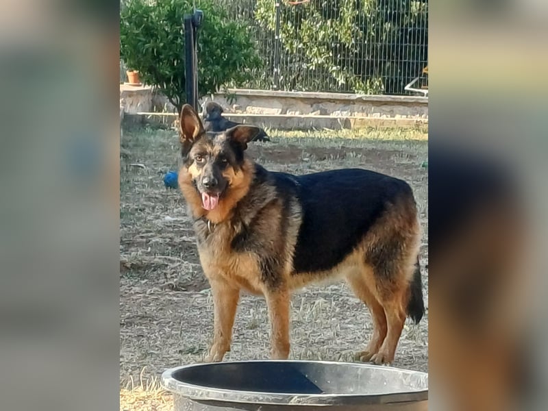 Liebe Schäferhund Mischlingshündin Cher sucht ihre Menschen