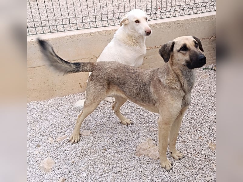 junge Schäferhund Mischlings-Hündin Cloe sucht ein Zuhause