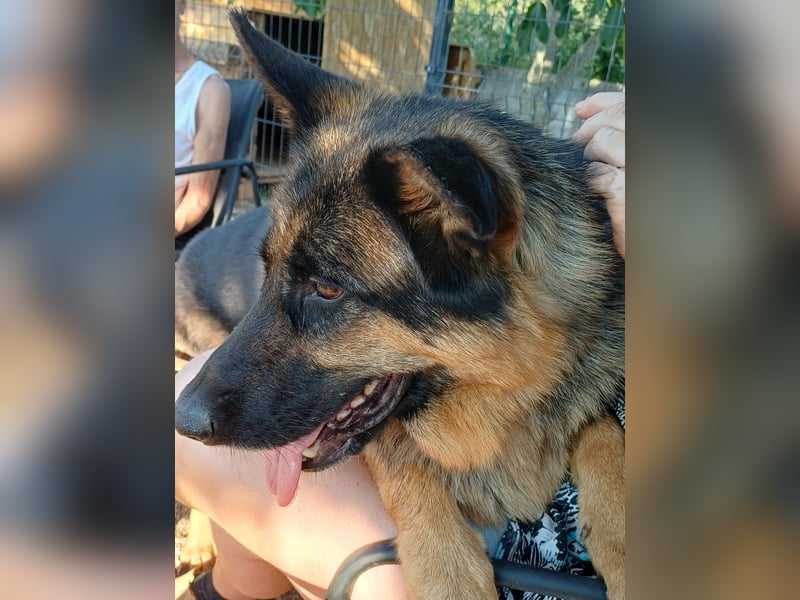 Liebe Schäferhund Mischlingshündin Cher sucht ihre Menschen