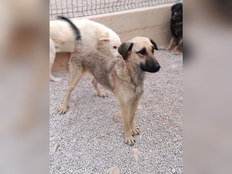 junge Schäferhund Mischlings-Hündin Cloe sucht ein Zuhause