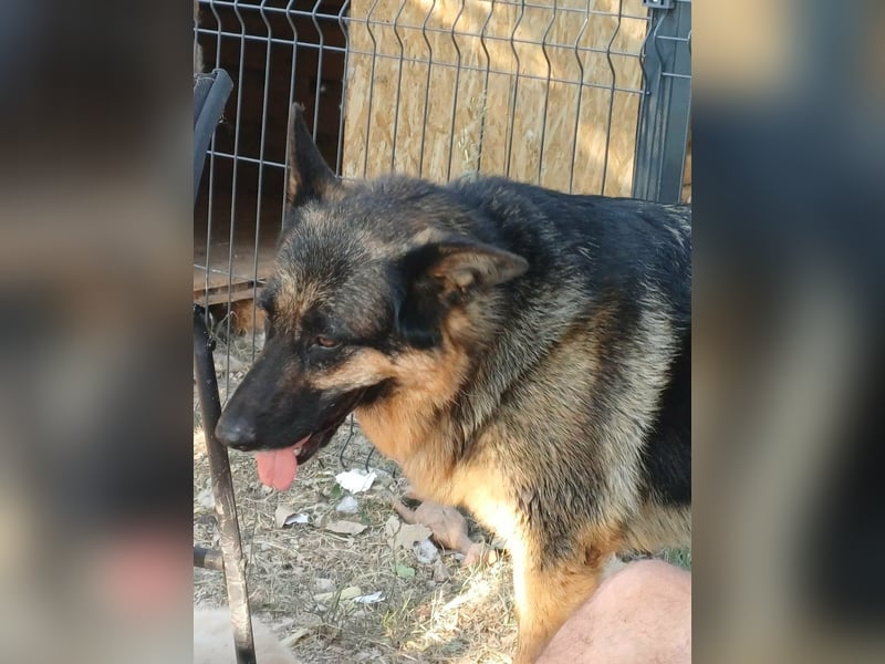 Liebe Schäferhund Mischlingshündin Cher sucht ihre Menschen